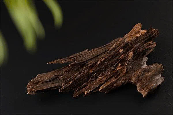 HÀNH TRÌNH HÌNH THÀNH TRẦM HƯƠNG – CÂU CHUYỆN TỪ GỐC DÓ BẦU ĐẾN TINH HOA TRẦM VIỆT